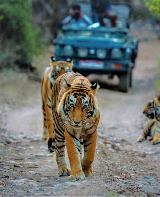 6-best-tiger-safaris-to-visit-in-maharashtra