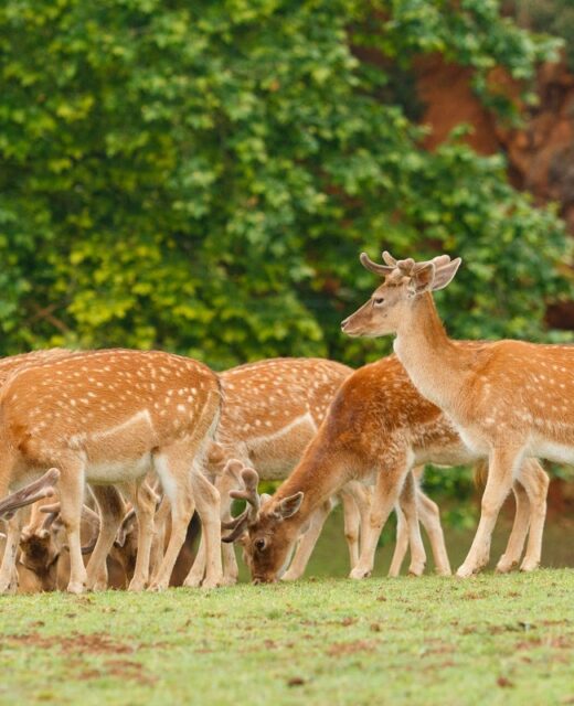 group-fallow-deer-grazing-scaled-1