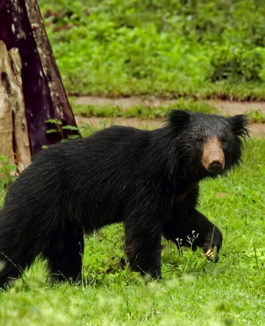 sloth-bear-pench