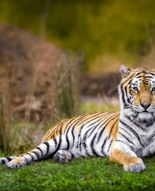 tiger tours nagzira maharashtra